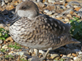 Marbled Duck